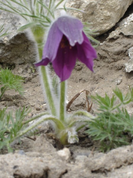 dsc04890.jpg